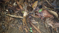 Heraclides anchisiades capys