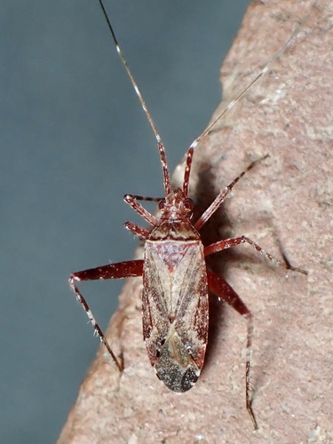 Phytocoris nicholi