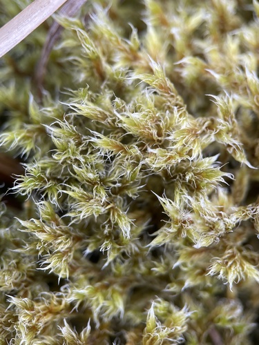 Racomitrium lanuginosum