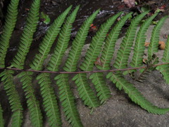 Amauropelta argentina