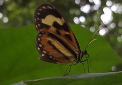 Hypothyris euclea laphria