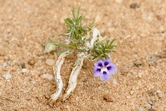 Aptosimum spinescens