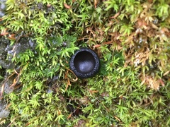 Pseudoplectania nigrella