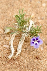 Aptosimum spinescens