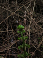 Amauropelta argentina