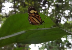 Hypothyris euclea laphria