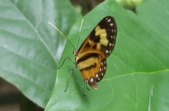 Hypothyris euclea laphria