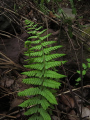 Amauropelta argentina