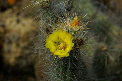 Grusonia bradtiana
