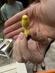 Leucocoprinus birnbaumii image