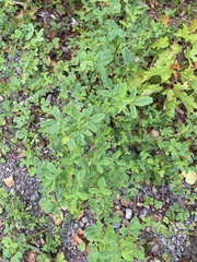 Melilotus albus image
