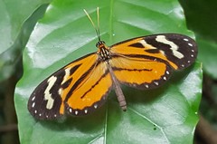 Hypothyris euclea laphria