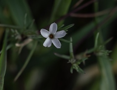Linanthus bigelovii