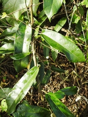 Aristolochia maxima