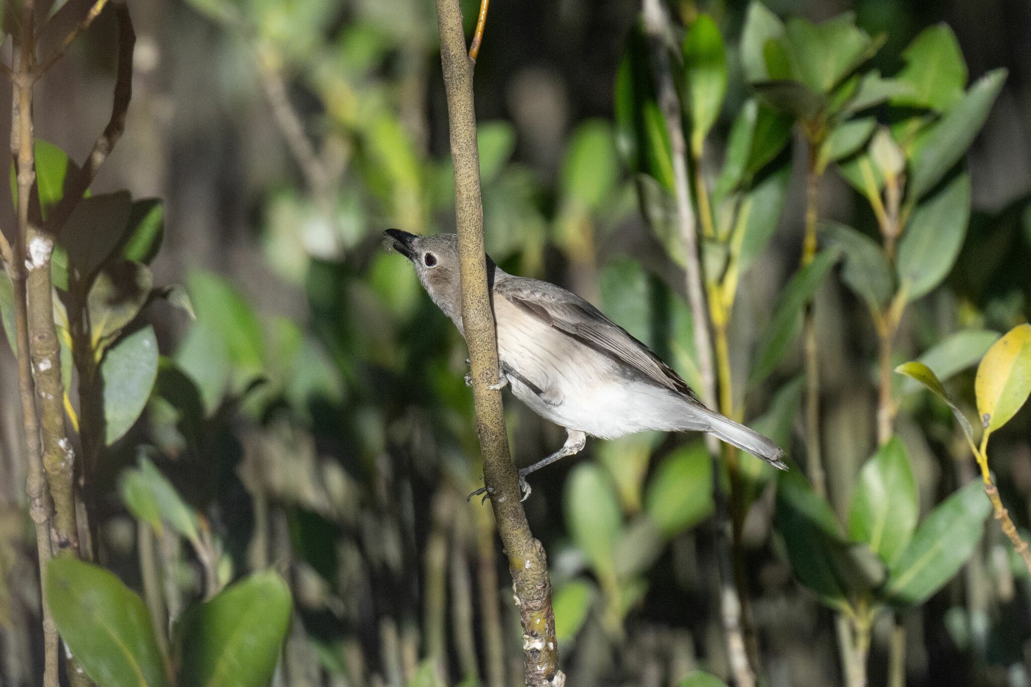 White-breasted Whistler (Pachycephala lanioides), photo 4
