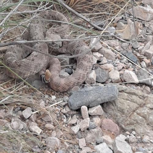 Western Diamond-backed Rattlesnake