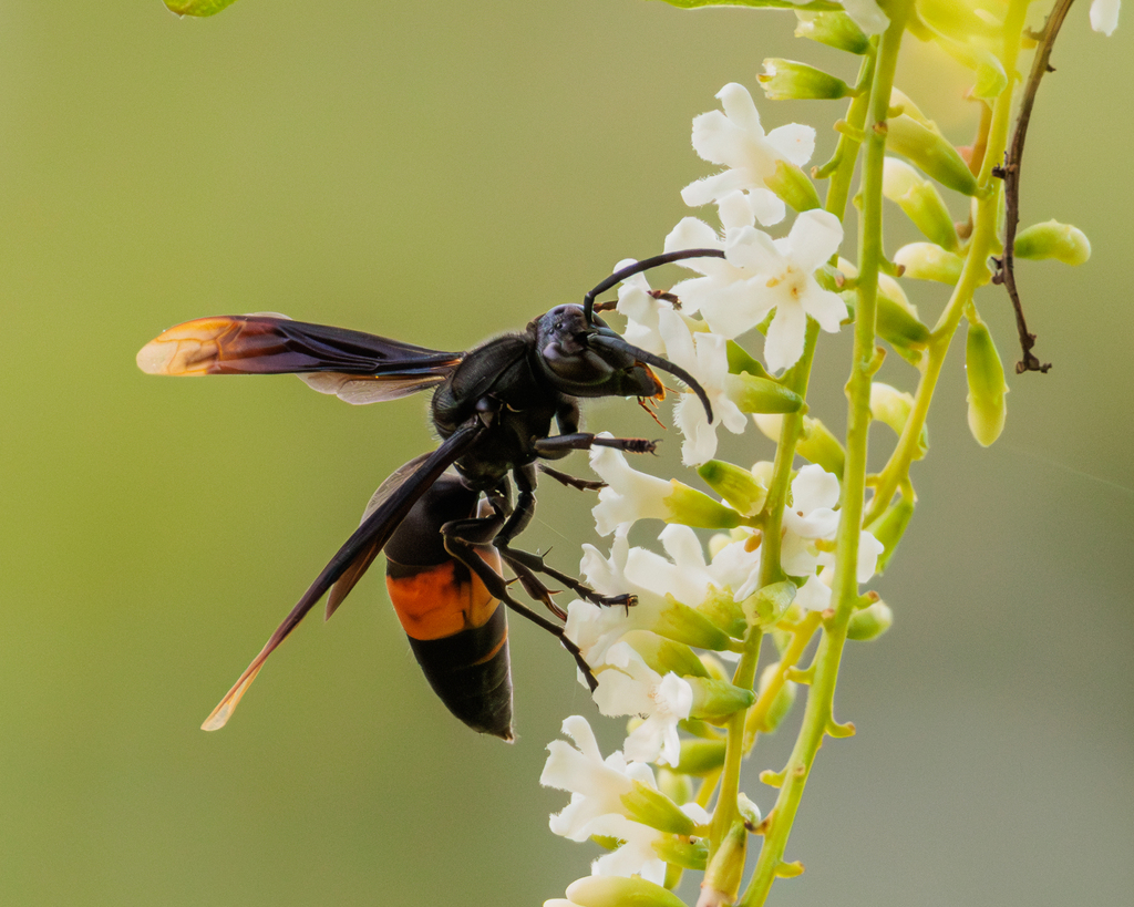 Greater Banded Hornet