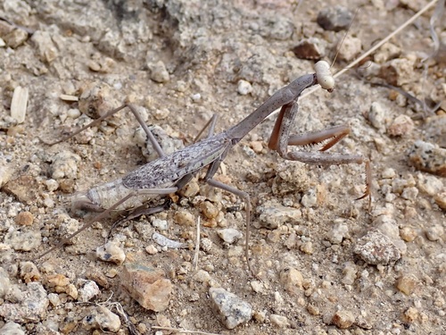 Sonoran Tiger Mantis photo 6