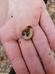 Popillia japonica