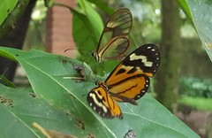 Hypothyris euclea laphria