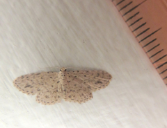 Sigela basipunctaria