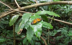 Hypothyris euclea laphria