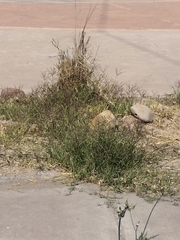 Cynodon dactylon dactylon