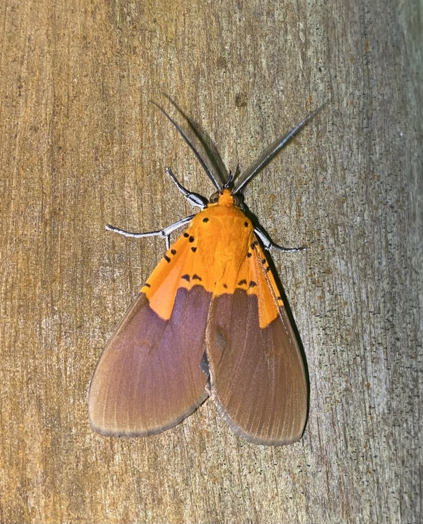 Asota borbonica