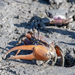Atlantic Mangrove Fiddler Crab - Photo (c) vilanophoto, some rights reserved (CC BY-NC)