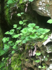 Heuchera missouriensis