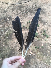 Corvus cornix