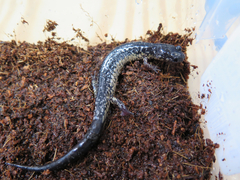 Plethodon variolatus