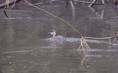 Tachybaptus ruficollis