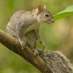 Yucatan Squirrel photo 3