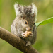 Yucatán Squirrel - Photo (c) José Antonio Linage Espinosa, some rights reserved (CC BY-NC), uploaded by José Antonio Linage Espinosa