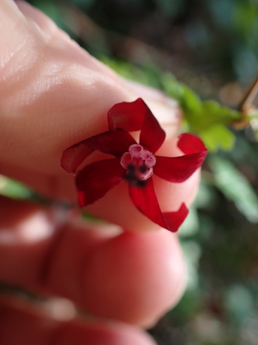 Image of Ribes lobbii by (c) Aiva Noringseth, some rights reserved (CC BY)