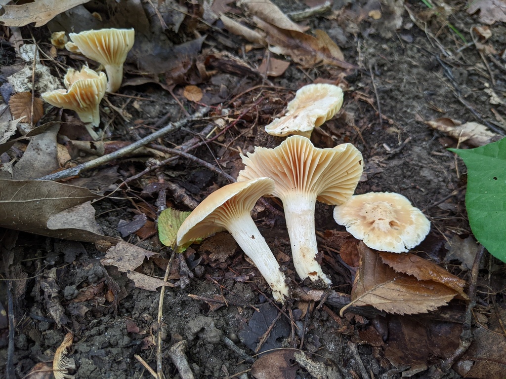 Cuphophyllus sp. 'MI01'