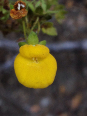 Calceolaria dentata