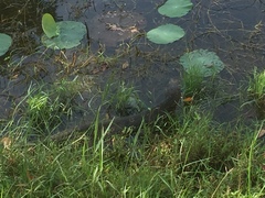 Varanus salvator salvator