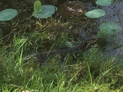 Varanus salvator salvator