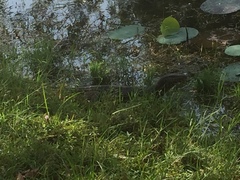 Varanus salvator salvator