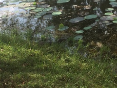 Varanus salvator salvator