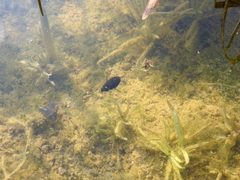 Hydrochara caraboides