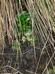 Eryngium humile