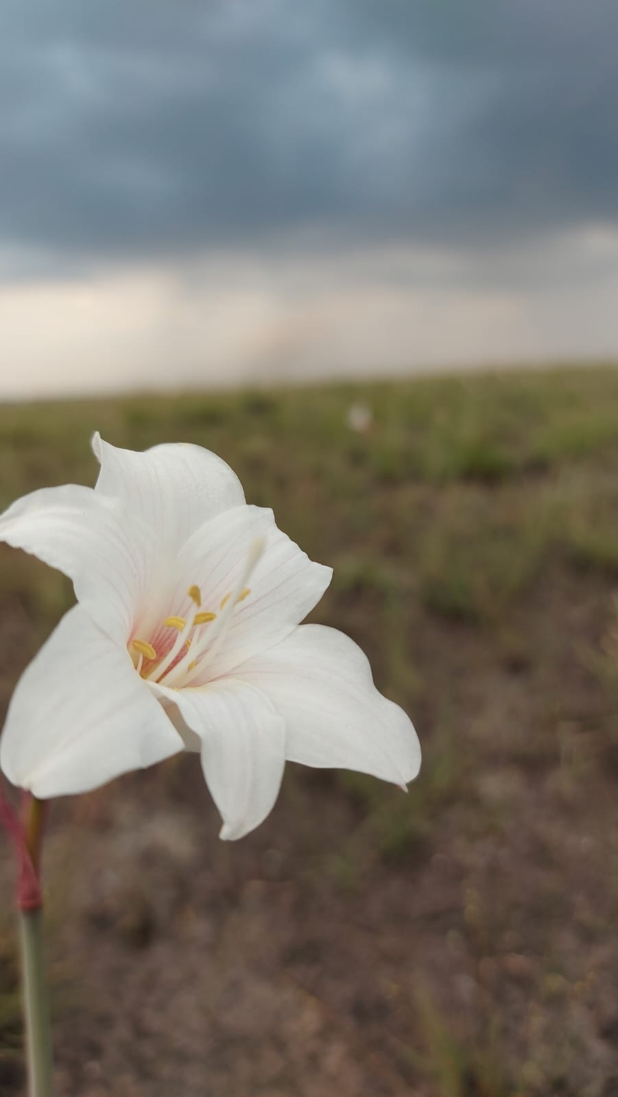 Hippeastrum canastrense