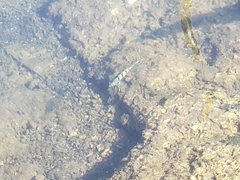 Abudefduf abdominalis