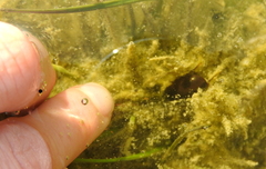 Hydrochara caraboides