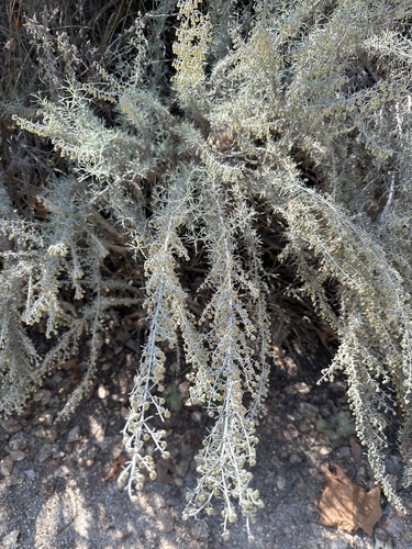 iNaturalist observation photo of California sagebrush