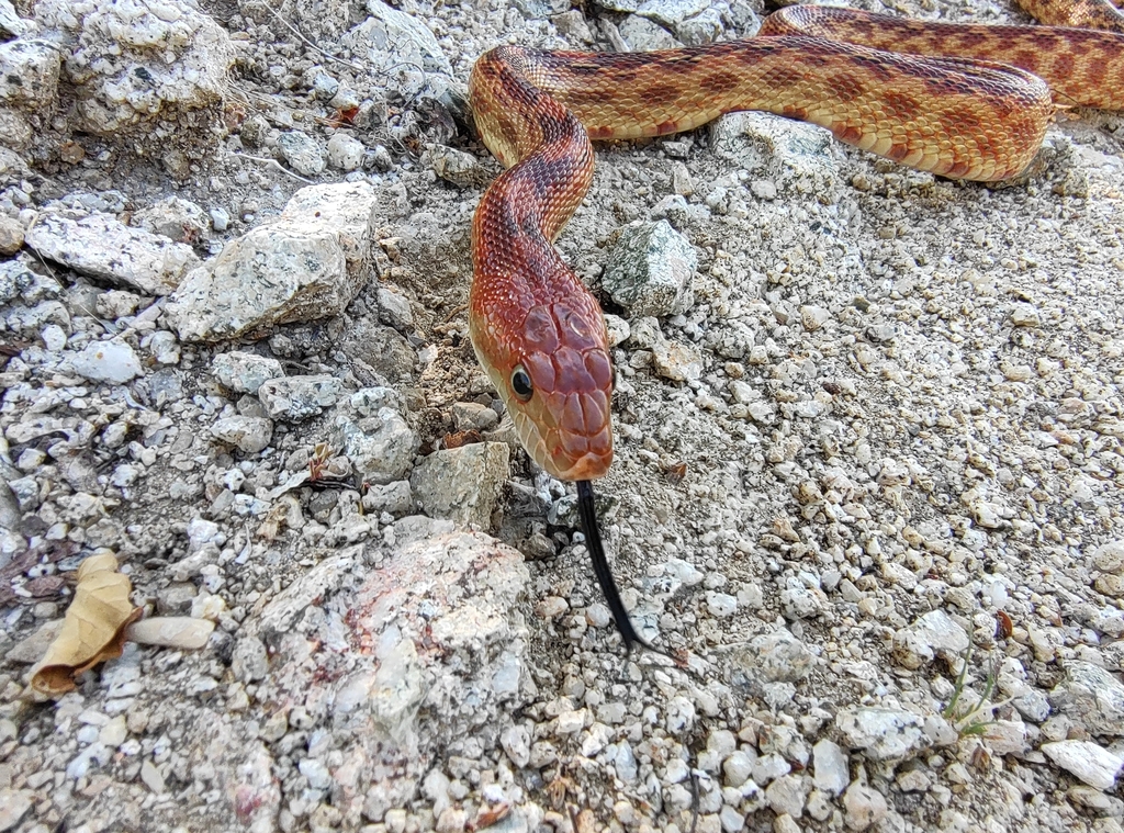 Cape Gopher Snake from 23244 B.C.S., México on September 25, 2023 at 08 ...