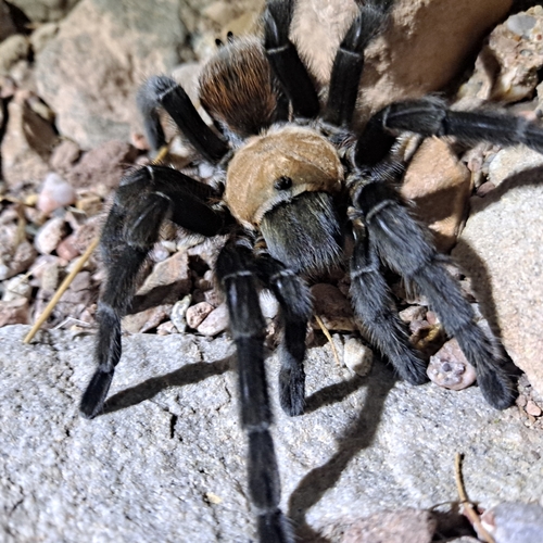 Aphonopelma